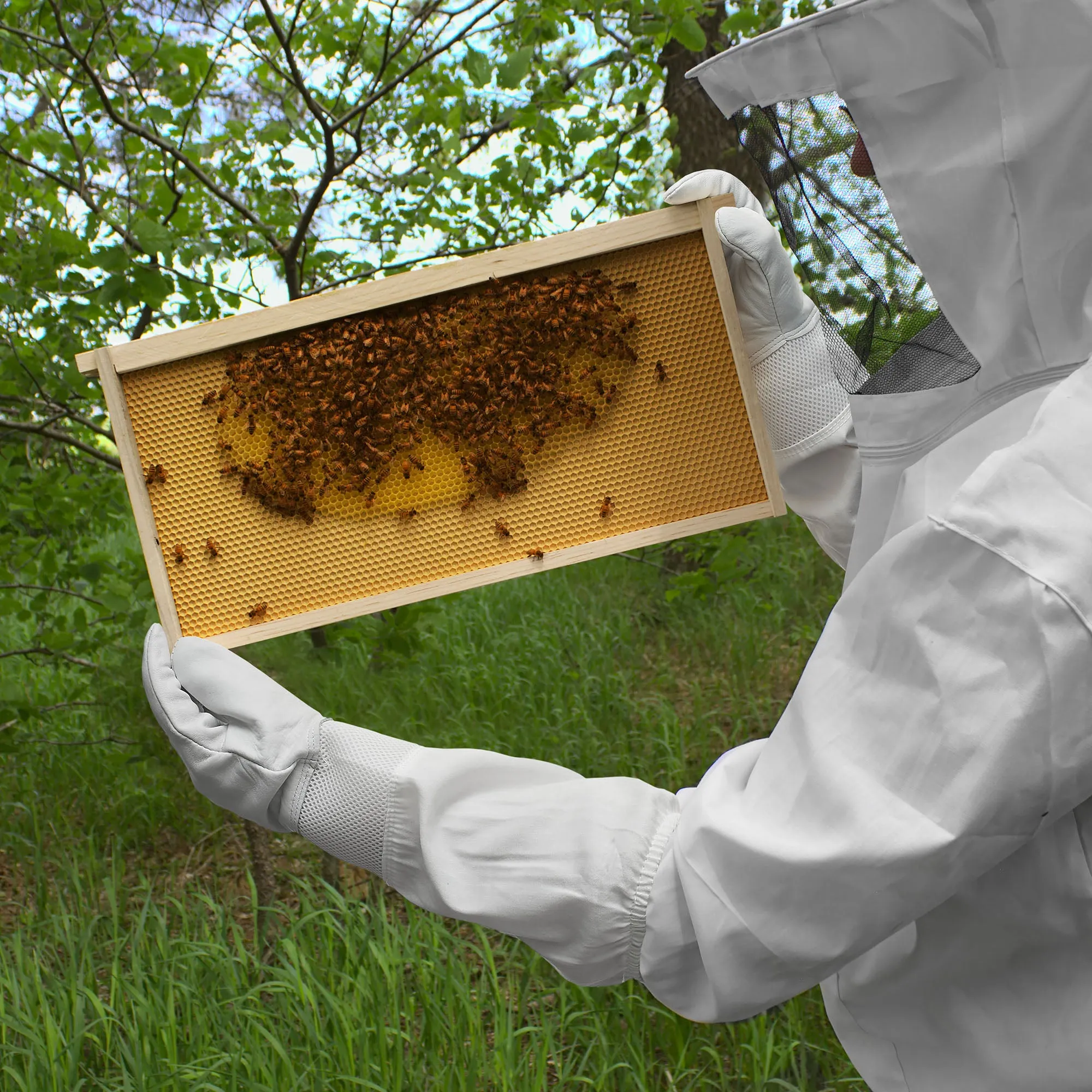 Beekeeping Ventilated Gloves, Goatskin Leather and Canvas Sleeve